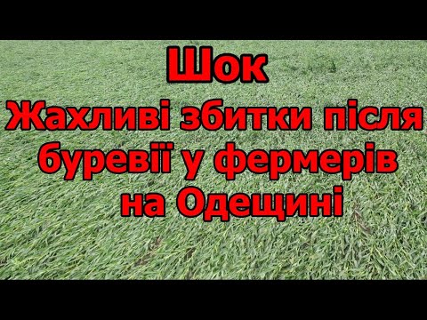 Видео: Шок Жахливі збитки після буревії у фермерів на Одещині