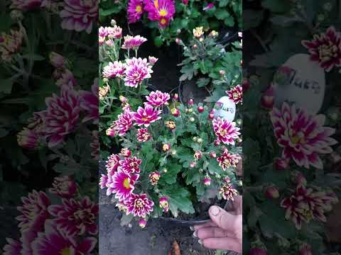 Видео: Найефектніші пізні сорти хризантем. Аура просто вражає😍