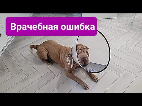 Видео: УДАЛИТЬ глаз Шарпею .Заворот век Шарпея.#шарпей#яся