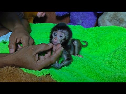 Видео: БЕДНАЯ МАЛЫШКА РУБИ ЯН, МНЕ ДЕЙСТВИТЕЛЬНО ПРИДЕТСЯ НАБЕРЕЧЬ