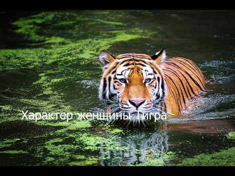 Видео: Женщина рождённая в год Тигра