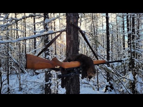 Видео: Охота на соболя с лайками. Открытие. Соболь есть