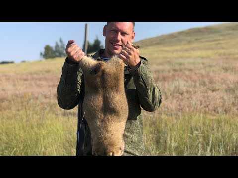 Видео: "5 Правил охоты на Сурка"