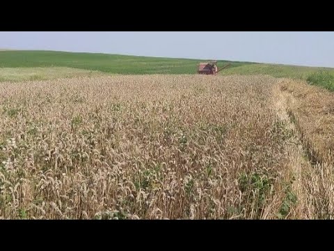 Видео: Мотоблок зламався 🚜молотимо пшеницю і ячмінь 🌾🌾🌾 Т-25 все повози.