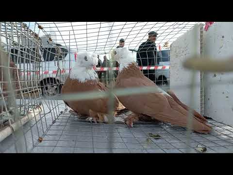 Видео: Фильм 1. Выставка голубей. Светлоград (08.10.2023)