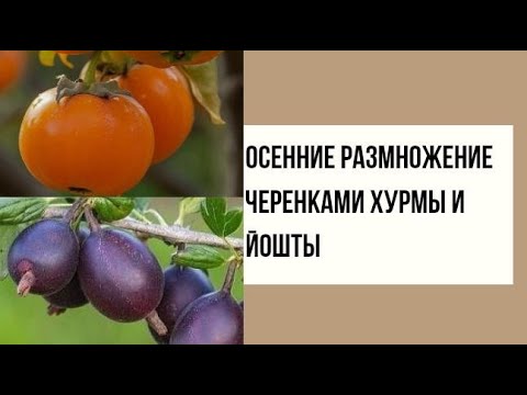 Видео: Осенние размножение черенками хурмы и йошты
