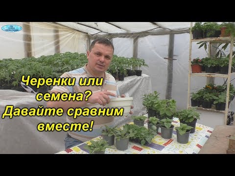 Видео: Черенки или семена- что выгодней? Первоначальное формирование ампельной петунии!