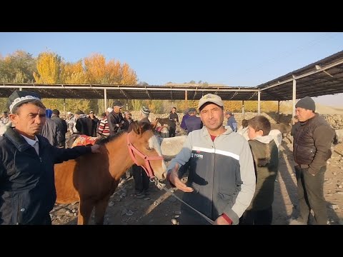 Видео: Молбозори Панҷакент дупулла 17 10 2025.