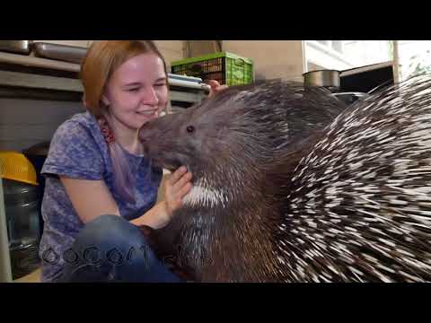 Видео: Дикобразы жадины. Прогулка всей семьей и отдай мой виноград. Our porcupines.