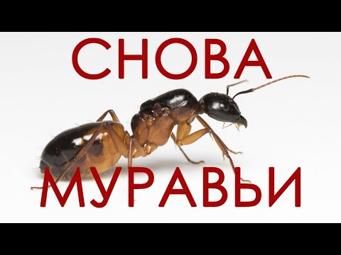Видео: У МЕНЯ СНОВА МУРАВЬИ | CAMPONOTUS SANCTUS