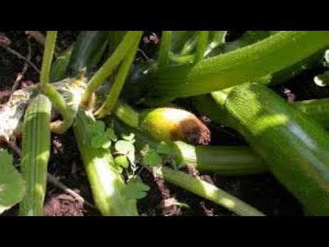 Видео: Защо загниват завръзите на тиквичките? Как да се справим с този проблем? Правила за отглеждането им.