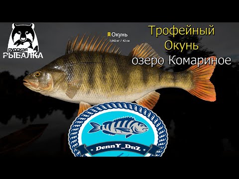 Видео: Трофейный Окунь на озере Комариное - Русская Рыбалка 4