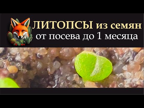 Видео: ЛИТОПСЫ из семян  от посева до 1 месяца