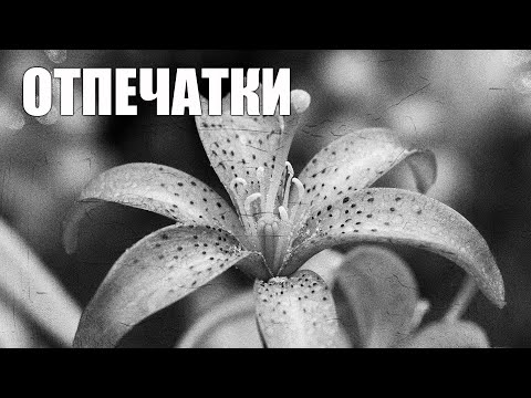 Видео: Фотовыставка Симушкина Александра «Отпечатки», НОМБ, сентябрь 2024 года