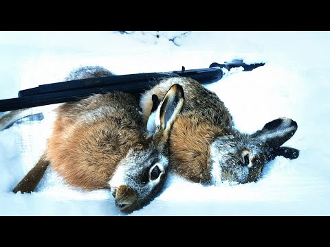 Видео: ЛУЧШИЕ МОМЕНТЫ И КРАСИВЫЕ ВЫСТРЕЛЫ ОХОТЫ НА ЗАЙЦА!!! ТОП 13 BEST KELLS