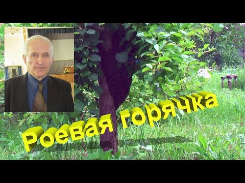 Видео: Профессор Кашковский про роевую горячку у пчёл