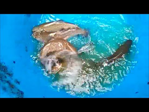 Видео: ЗАВЕЗЛИ МАЛЬКА ФОРЕЛИ 2//ФОРЕЛЕВОДСТВО//ФОРЕЛЬ НА ДОРАЩИВАНИЕ/РЫБОВОДСТВОКАК ЗАПУСТИТЬ ФОРЕЛЬ В ПРУД