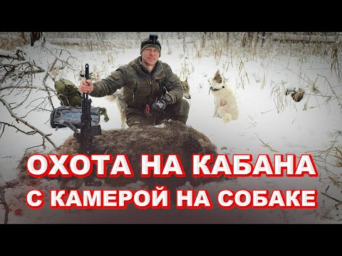 Видео: ОХОТА НА КАБАНА с лайками. АГРЕССИВНЫЙ кабан напал на собаку.