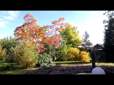 Видео: Людмила Караева I Все в сад