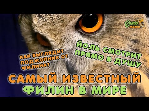 Видео: САМЫЙ ИЗВЕСТНЫЙ ФИЛИН В МИРЕ - В ГОСТЯХ У YOLL