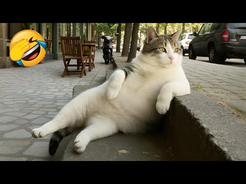 Видео: Приготовьтесь смеяться до слёз над этими забавными животными! 😅