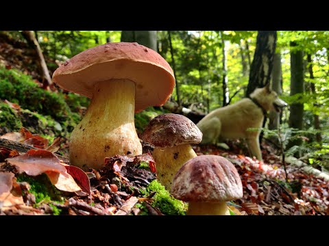 Видео: 10 жовтня БІЛІ ГРИБИ. Праліси диких Карпат