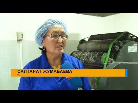 Видео: Заманбап ыкма менен жүндү иштетип, кийиз, шырдак жасаган уз айымдар