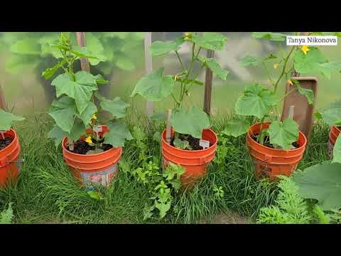Видео: Выращивайте ОГУРЦЫ И ТОМАТЫ В ВЕДРАХ!!! ОТЛИЧНЫЙ РЕЗУЛЬТАТ!!!