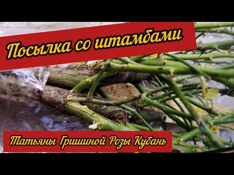 Видео: Посылка со штамбами от Татьяны Гришиной Розы Кубани. Посадка в пакеты. Подробный показ.