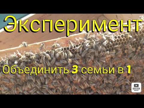 Видео: Объединение 3-х отводков в один. Эксперимент.