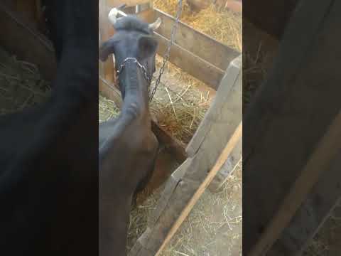 Видео: Коровник Стойла, полы и  вентиляция в коровнике