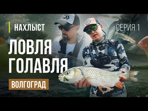 Видео: ВОЛГОГРАД ловля крупного ГОЛАВЛЯ нахлыстом. Незабываемая рыбалка, мушки для ловли.