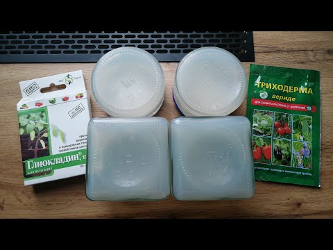 Видео: Как получить чистую культуру #триходермы из магазинного препарата. Часть 2