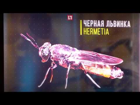 Видео: Для чего люди разводят мух?