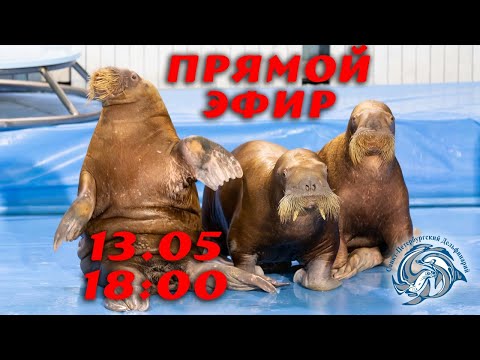 Видео: Моржи. Все об этих удивительных животных!