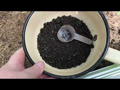 Видео: Баклажаны в открытом грунте. Завалили урожаем.