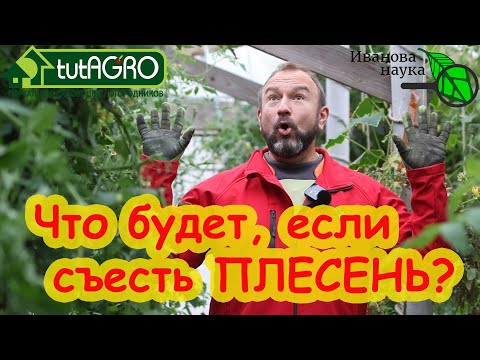 Видео: ПЛЕСЕНЬ - ЭТО ВКУСНО! Что будет, если съесть плесень? А если съесть много плесени? А если чуть-чуть?