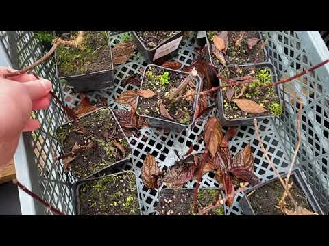 Видео: Отправка саженцев продолжается. Рабочие моменты.