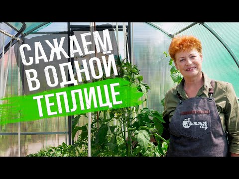 Видео: Совместные посадки в теплице. Получаем ранний урожай