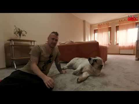 Видео: Сербия/Адаптация/Алабаи/Русский бухгалтер/Изучение сербского/Перевозка личных вещей