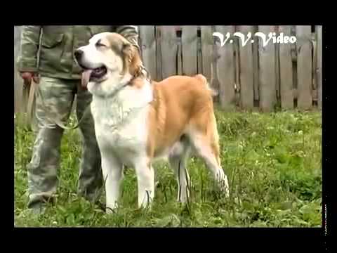 Видео: Копия видео Копия видео О породе среднеазиатская овчарка