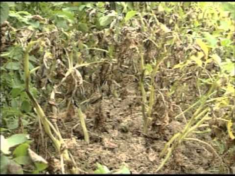 Видео: Защита картофеля от фитофтороза