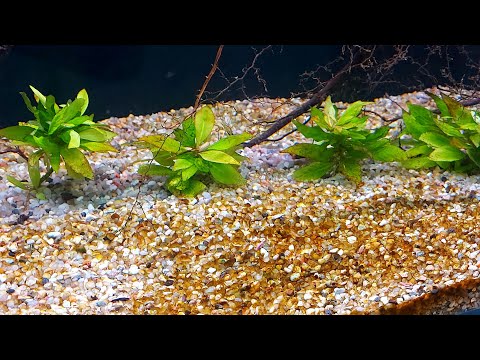 Видео: Бурый налёт, диатомовые водоросли в молодом аквариуме.