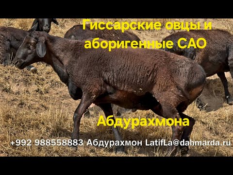 Видео: Гиссарские овцы и аборигенные САО Таджикистана саги дахмарда Абдурахмона,  после тучных пастбищь