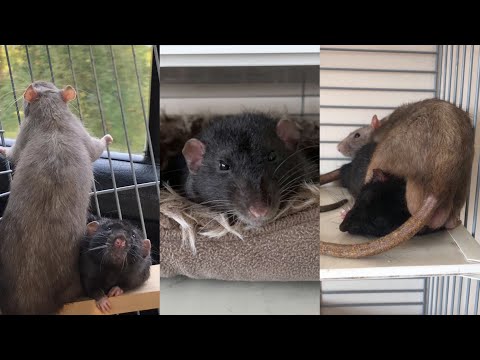 Видео: Как обустроить клетку для крыс// декоративные крысы/ СВИНКИ с МОРЯ