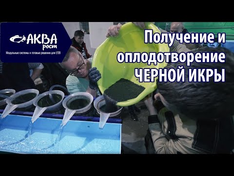 Видео: Получение черной икры и оплодотворение. Разведение рыбы в УЗВ.