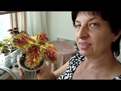 Видео: А она осталась дикой.../вино бродит/колеусы растут...