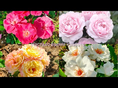 Видео: Цветут мои розы💖.Красота!!!