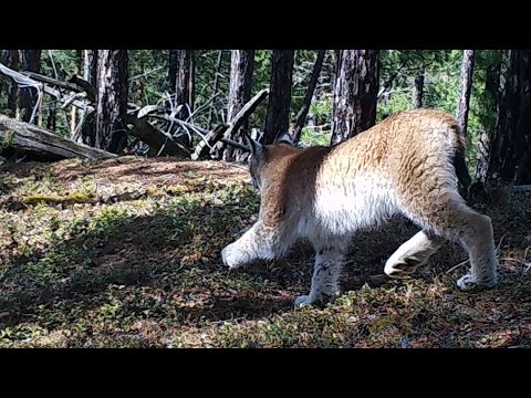Видео: Кто живет на глухаринном току ?!