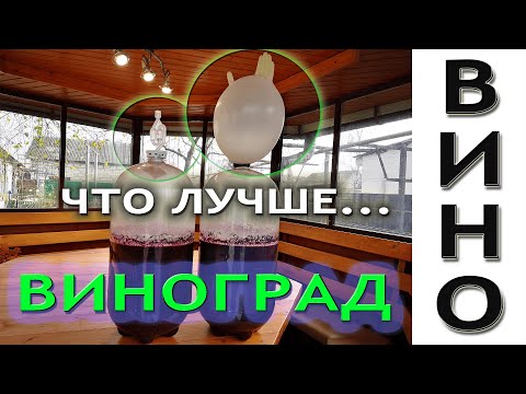 Видео: Домашнее вино из винограда изабелла! Простой рецепт приготовления вина дома!